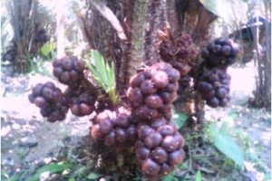 Salak Pondoh